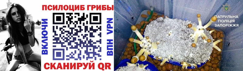 Галлюциногенные грибы Psilocybe  Купить где  Яхрома 